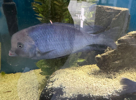 Blue Dolphin Malawi cichlid