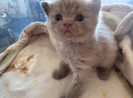 Kitten