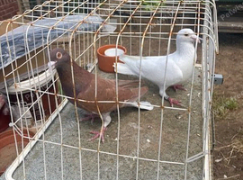2 x Meulemans cock birds &pound;20