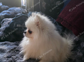2 year old white teddy bear pomeranian dog for sale