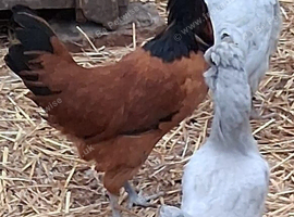 Vordwork pullets 16to18 weeks