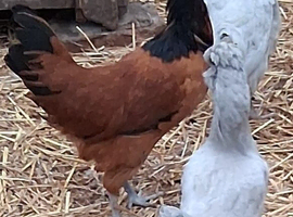 Vordwork pullets 16to18 weeks
