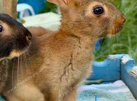 2 beautiful male Belgian hares