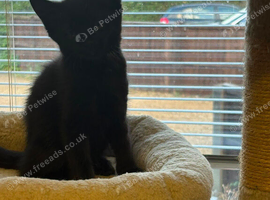 X2 black kittens for sale