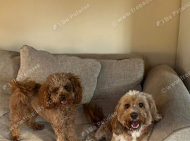 F1B red and apricot curly and wavy cockapoos
