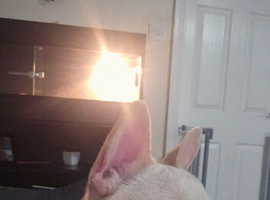 Frenchie in need of a loving home