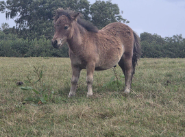 Miniature Shetland pony colt foal