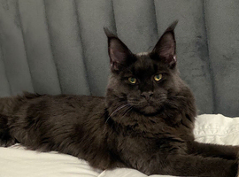 Mainecoon proven stud