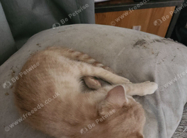 2 kittens for sale