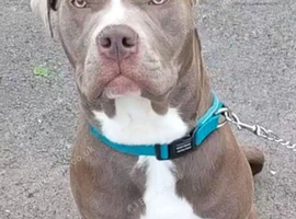 Cane corso x