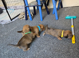 Shweenies