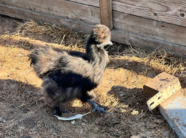 Trio USA Silkie cock and two hens