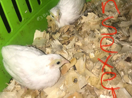 CHINESE PAINTED BUTTON QUAILS & VIVARIUM !
