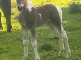 TOP CLASS COLOURED FILLY MAKE 15.2