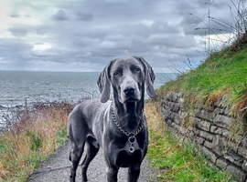 FREE, No Cost 1 Year Old Blue Weimaraner For Stud