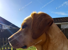 Kc registered Labradors puppies