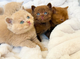 Adorable British Shorthair Kittens