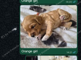 Cockapoo pups for sale