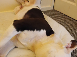 American bulldog for sale
