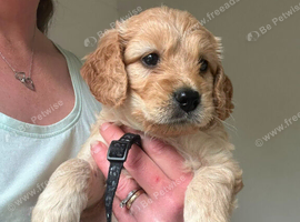 Beautiful goldador puppies
