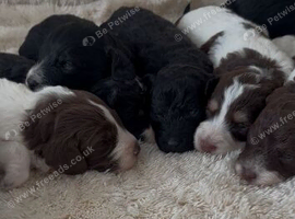 Cockapoo puppies