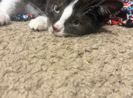 Tuxedo kitten