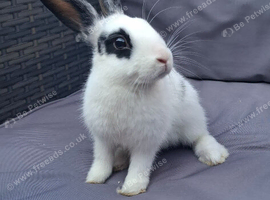 Beautiful 12 week old boy