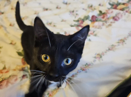 Need to rehome due to health reasons