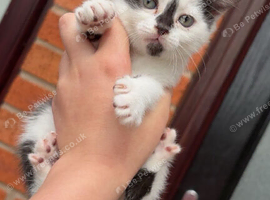 Mixed breed kittens for sale