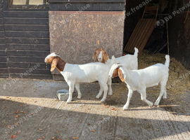 Pedigree Boar kids