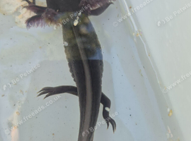 Axolotl