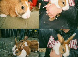 Dutch Baby Bunnies 10 weeks old