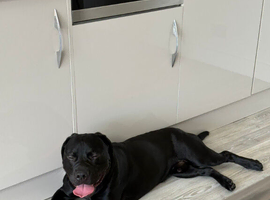 10 month labrador x staffy needs living home
