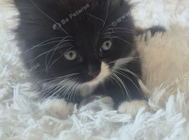 Female half persian kitten black and white