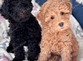 Poodle puppies available