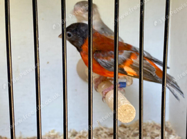 Red Siskin