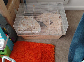 Gerbil set up