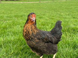 11x Hybrid POL Hens for sale!
