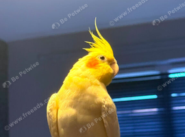 Beautiful cockatiel