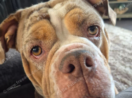 Old English Bulldogge