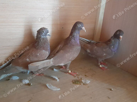 19 pigeons