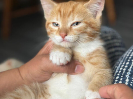 Adorable kittens for sale