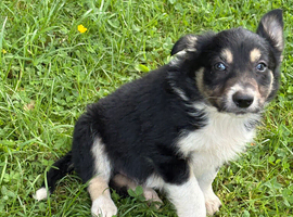 Beautiful Puppies for Sale