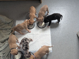 Adorable Cane corso, mixed mastiff puppies
