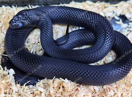 Mexican black kingsnake for sale