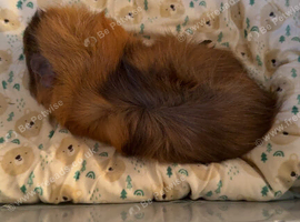 2 female guinea pigs