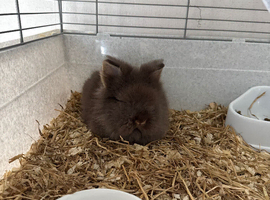 Male and female rabbits.