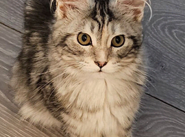 Maine Coon kitten Champion bloodlines