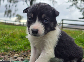 3 Boy and 1 girl Border Collie Pups left