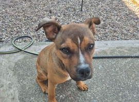Staffordshire bull terrier x presa canarro